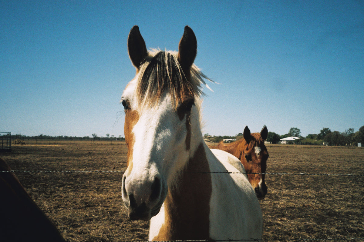 Pentax ESPIO 140