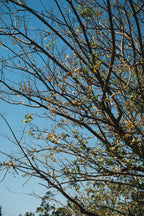 Pentax ESPIO 140
