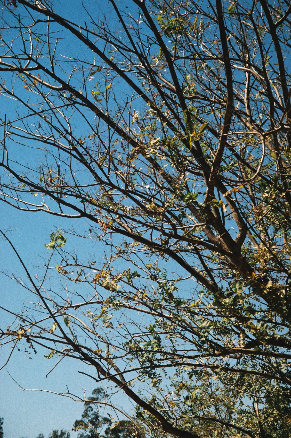 Pentax ESPIO 140